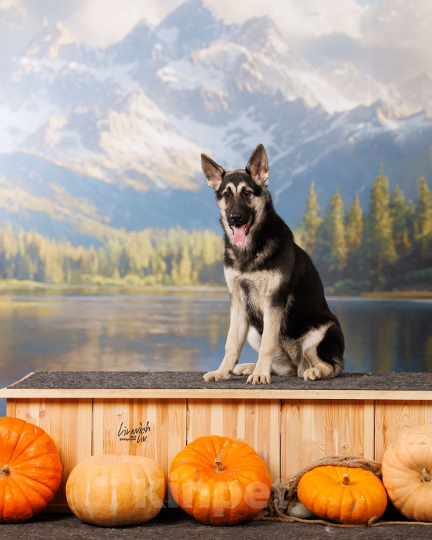 Собаки в Москве: Щенки Восточноевропейской овчарки Девочка, 65 000 руб. - фото 3