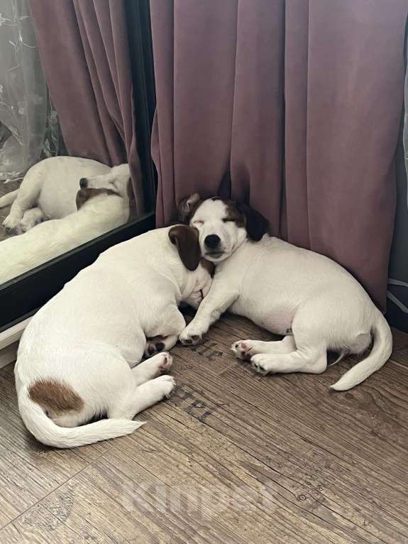 Собаки в Рязани: Лиза Девочка, 25 000 руб. - фото 4