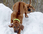 Собаки в Москве: Родезийский риджбек Мальчик, Бесплатно - фото 2