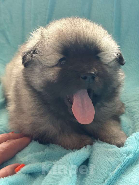 Собаки в Екатеринбурге: КеесхондВольфшпиц Девочка, 50 000 руб. - фото 5