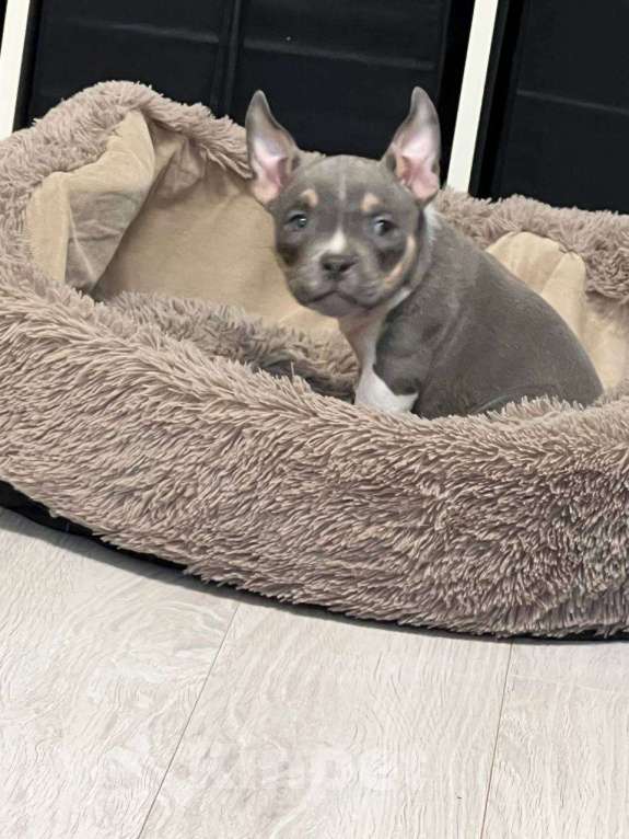 Собаки в Москве: Ванилопа  Девочка, 100 000 руб. - фото 2