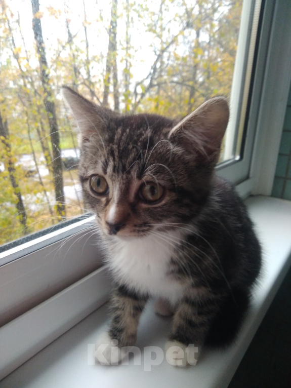 Кошки в Санкт-Петербурге: Котенок Эля Девочка, Бесплатно - фото 4
