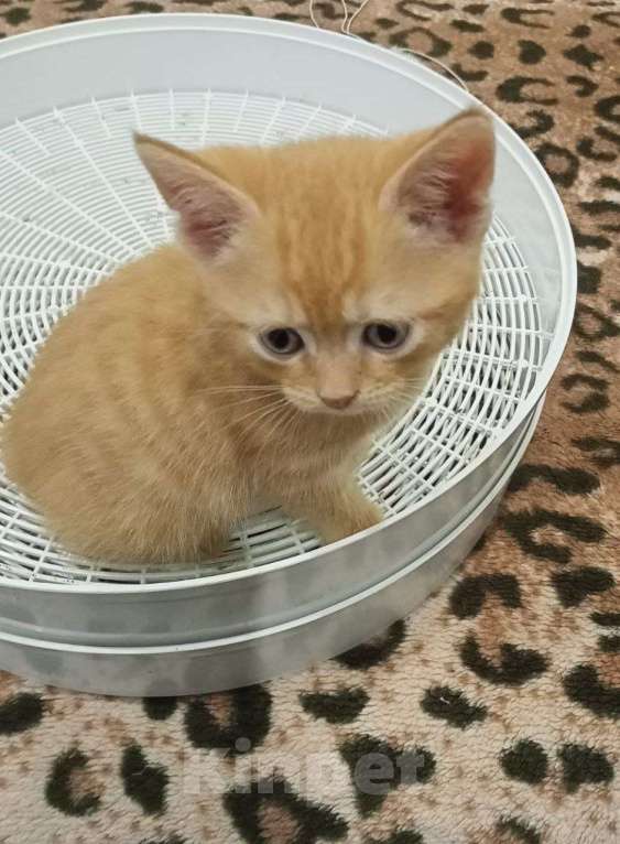 Кошки в Егорьевске: Замечательному котенку-котику очень нужен дом Мальчик, Бесплатно - фото 6