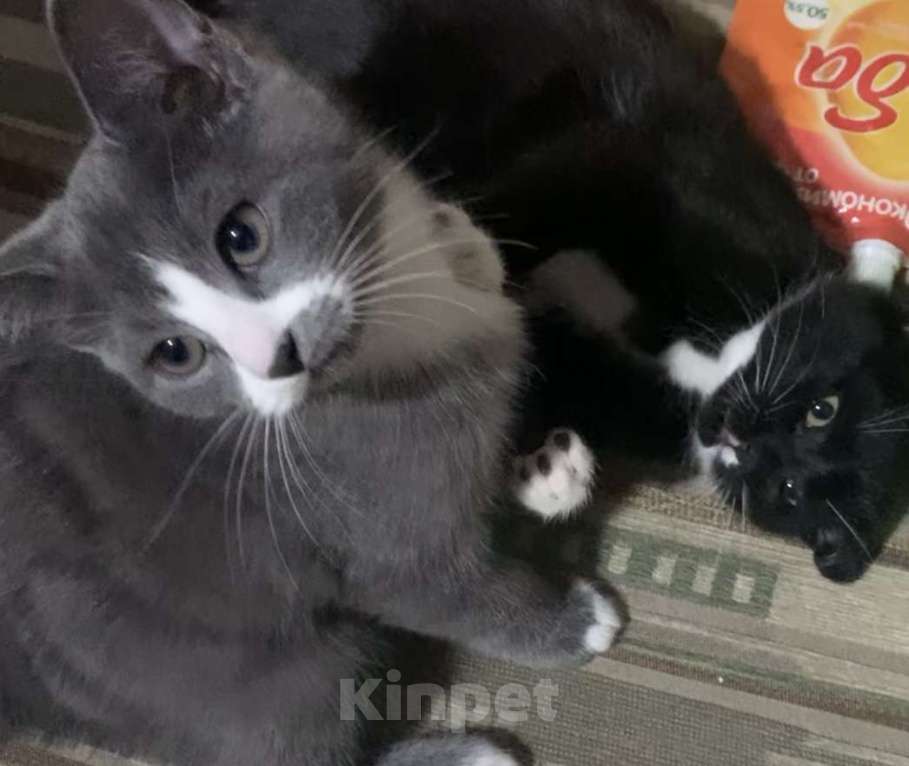 Кошки в других городах Ленинградской области: Дымка Девочка, Бесплатно - фото 1