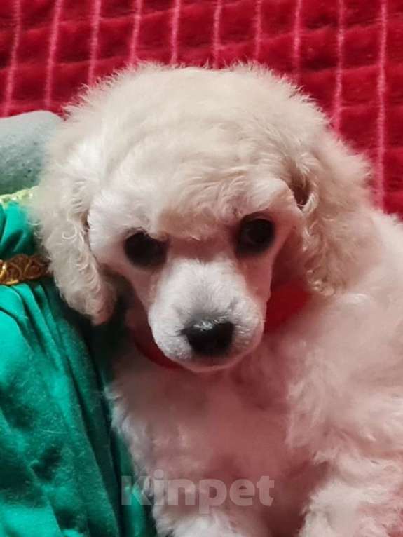 Собаки в Москве: Пудель той девочка белая Девочка, 100 000 руб. - фото 1