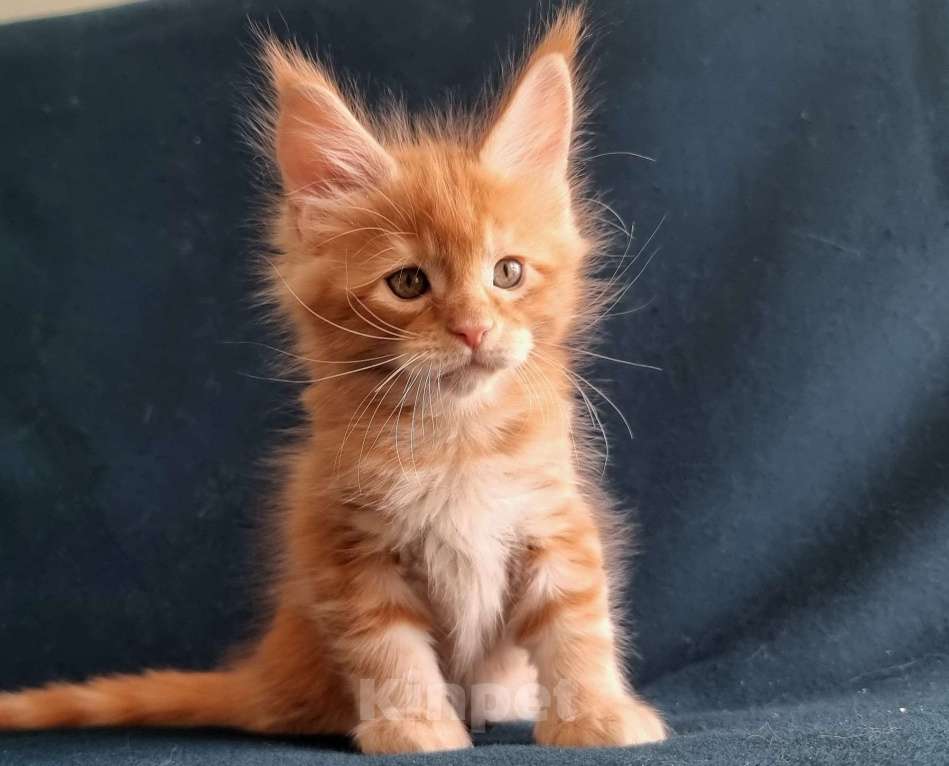 Кошки в Санкт-Петербурге: котенок Мальчик, Бесплатно - фото 3