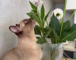 Кошки в Новосибирске: Ищем Бурманскую кошку для вязки коту! Мальчик, Бесплатно - фото 2