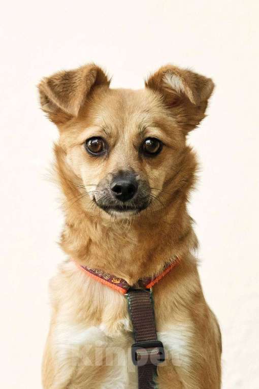 Собаки в других городах Московской области: Тэя в добрые руки Девочка, Бесплатно - фото 9