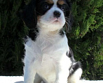 Собаки в Ейске: щенки Кавалер Кинг Чарльз Спаниель Девочка, Бесплатно - фото 3