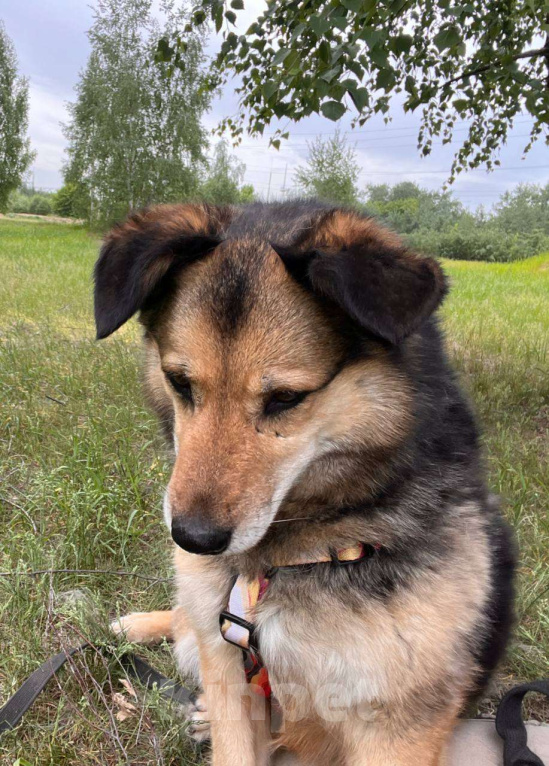 Собаки в Москве: Девушка которая любит! Девочка, Бесплатно - фото 5