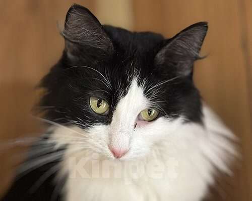 Кошки в Москве: Эрсетта, 2020 год Девочка, Бесплатно - фото 5