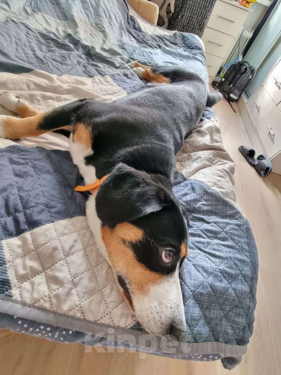 Собаки в Москве: Вязка кобеля Мальчик, Бесплатно - фото 6