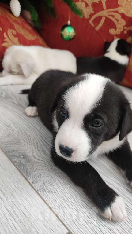 Собаки в Липецке: Бордер колли митис (красавчек 1) Мальчик, 15 000 руб. - фото 4