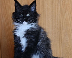 Кошки в Перми: Котенок мейн кун Девочка, 35 000 руб. - фото 1