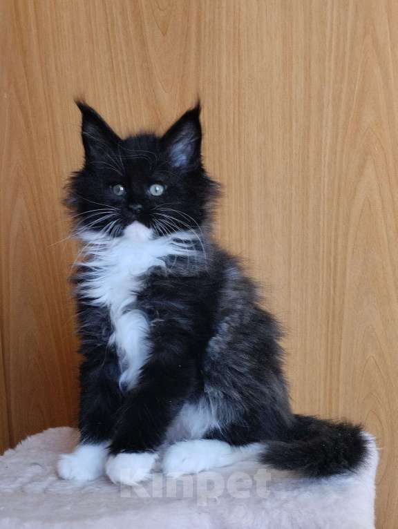 Кошки в Перми: Котенок мейн кун Девочка, 35 000 руб. - фото 1