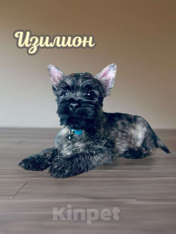 Собаки в Нижнем Новгороде: Керн-терьер Изилион Мальчик, 90 000 руб. - фото 2