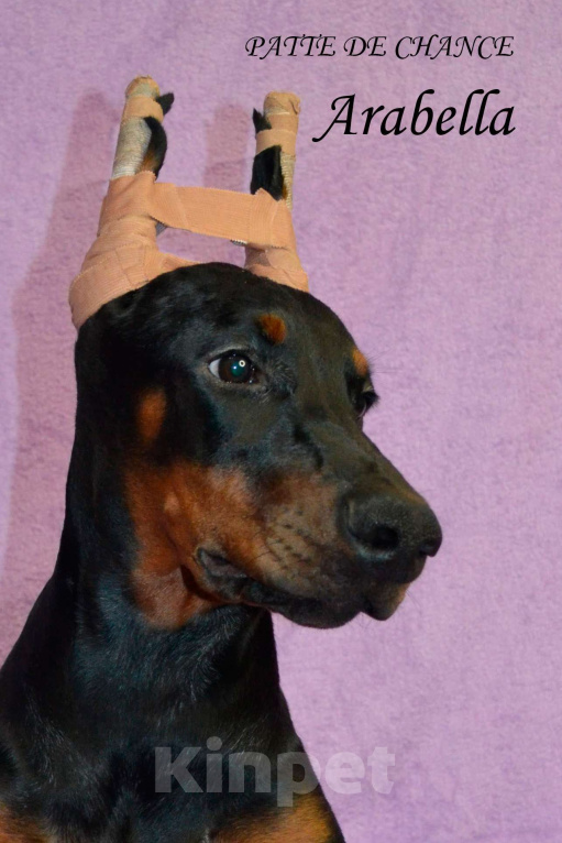 Собаки в Санкт-Петербурге: Щенок добермана Арабелла Девочка, 80 000 руб. - фото 1