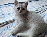 Кошки в Москве: Продам Шотландских вислоухих котят Девочка, 12 000 руб. - фото 5