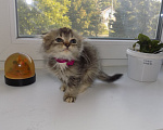 Кошки в Москве: Шотландский вислоухий короткошёрстный котёнок Девочка, 16 000 руб. - фото 9
