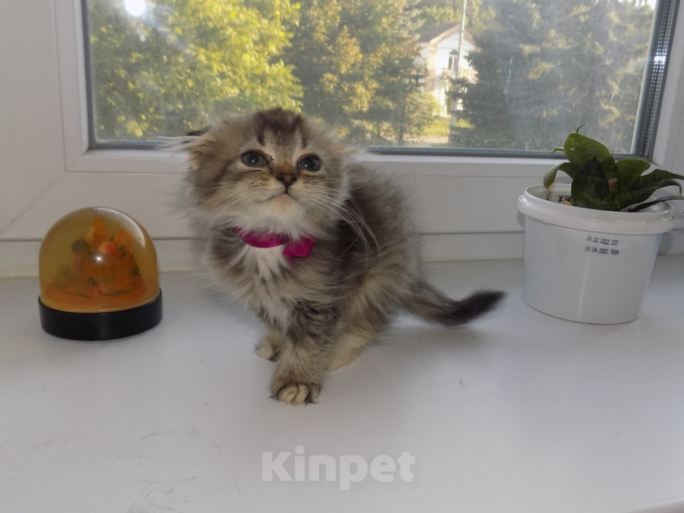 Кошки в Москве: Шотландский вислоухий короткошёрстный котёнок Девочка, 16 000 руб. - фото 9