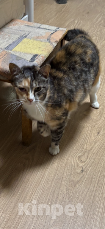 Кошки в Кудрово: Отдам в хорошие руки ласковую кошечку  Девочка, Бесплатно - фото 4