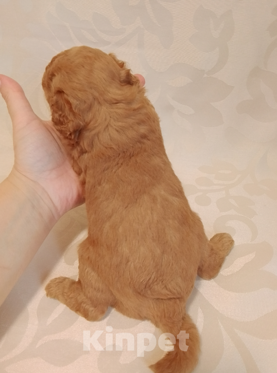 Собаки в Шахте: Щенки пуделя миниатюра. Разнополые, 45 000 руб. - фото 3