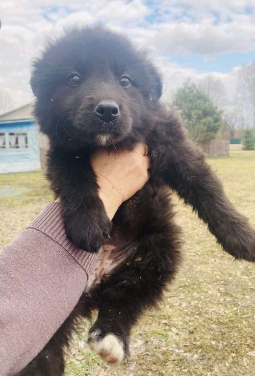 Собаки в Москве: Замечательные щенки: белый, черный и другие в добрые руки Мальчик, Бесплатно - фото 2