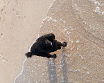 Собаки в Петрозаводске: Пудель миниатюрный для вязки, 4 000 руб. - фото 3