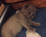 Кошки в Кстово: Британские котята, 1 000 руб. - фото 1