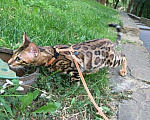Кошки в Краснодаре: Бенгал на вязку, 3 000 руб. - фото 4