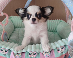 Собаки в Санкт-Петербурге: Невероятно сладкий пупсик ❤️ Мальчик, 50 000 руб. - фото 5