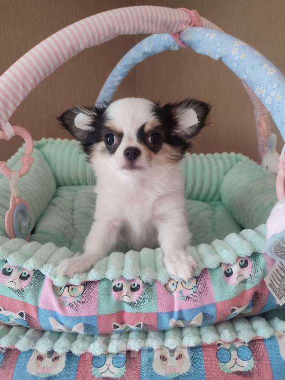 Собаки в Санкт-Петербурге: Невероятно сладкий пупсик ❤️ Мальчик, 50 000 руб. - фото 5