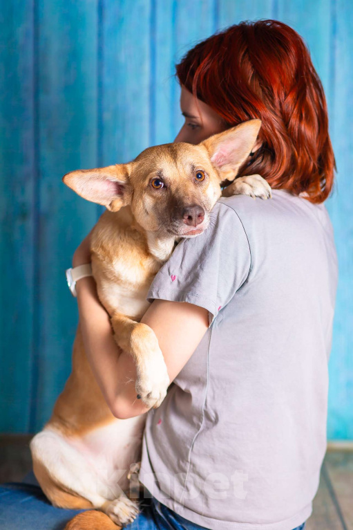 Собаки в Москве: Небольшая собачка квартирного содержания в добрые руки. Девочка, Бесплатно - фото 2
