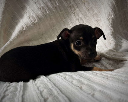 Щенок русского тоя