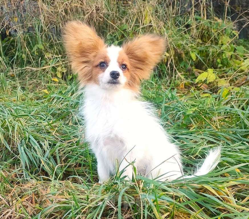 Собаки в Красноармейске: Щенки папийона Мальчик, 35 000 руб. - фото 4