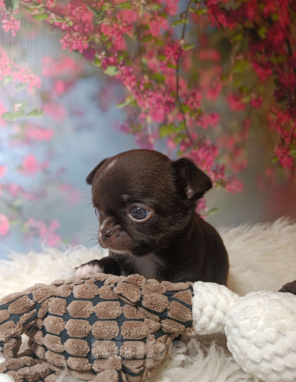 Собаки в Москве: Шоколадная конфетка Девочка, 75 000 руб. - фото 3