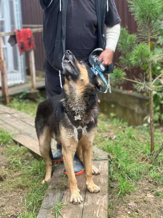 Собаки в Москве: А кто из нас не был фанатом комиссара Рекса? Мальчик, Бесплатно - фото 3