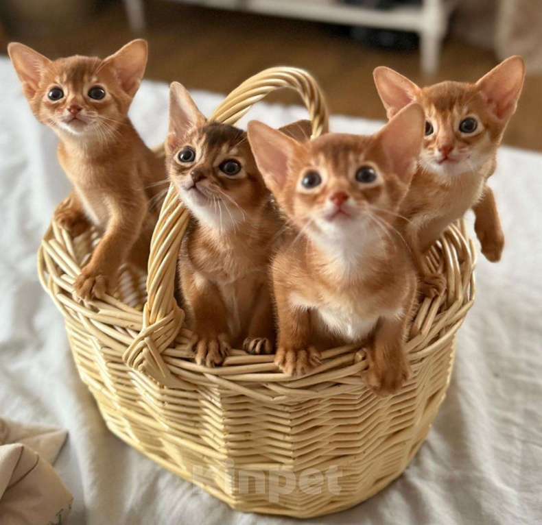 Кошки в Москве: Абиссинские котята Девочка, 60 000 руб. - фото 1