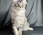 Кошки в Москве: Котенок породы Мейн-кун Мальчик, 35 000 руб. - фото 2