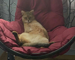 Кошки в Москве: Котик чаузи в дар Мальчик, Бесплатно - фото 6
