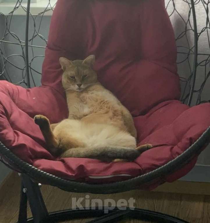 Кошки в Москве: Котик чаузи в дар Мальчик, Бесплатно - фото 6