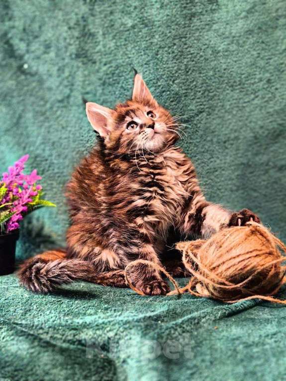 Кошки в Барнауле: мейн кун девочка Девочка, 30 000 руб. - фото 1