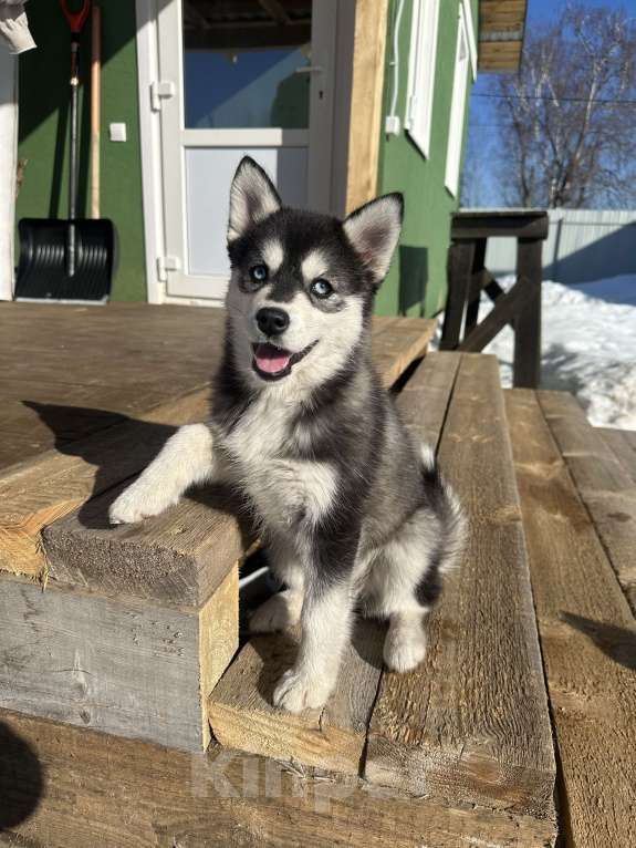 Собаки в других городах Архангельской области: Помски Девочка, 50 000 руб. - фото 1