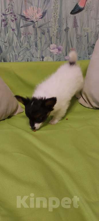 Собаки в Калининграде: Продажа  Мальчик, 45 000 руб. - фото 6