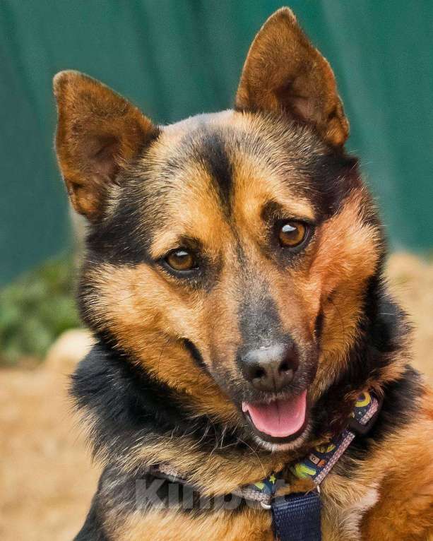 Собаки в других городах Московской области: Брэнди, микро-овчар Мальчик, Бесплатно - фото 9