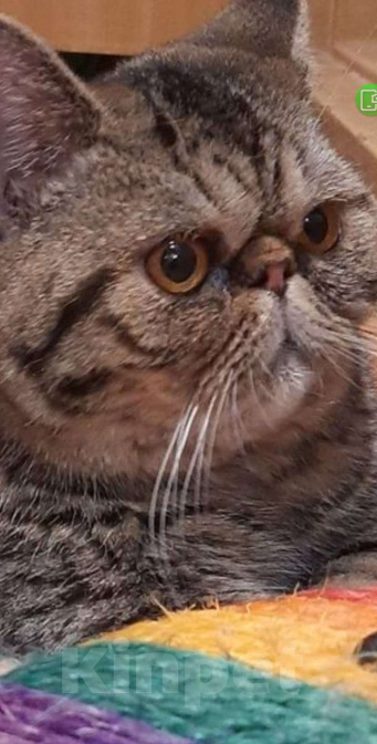 Кошки в Нижнем Новгороде: Кот породы Экзотическая короткошерстная Мальчик, 6 000 руб. - фото 2