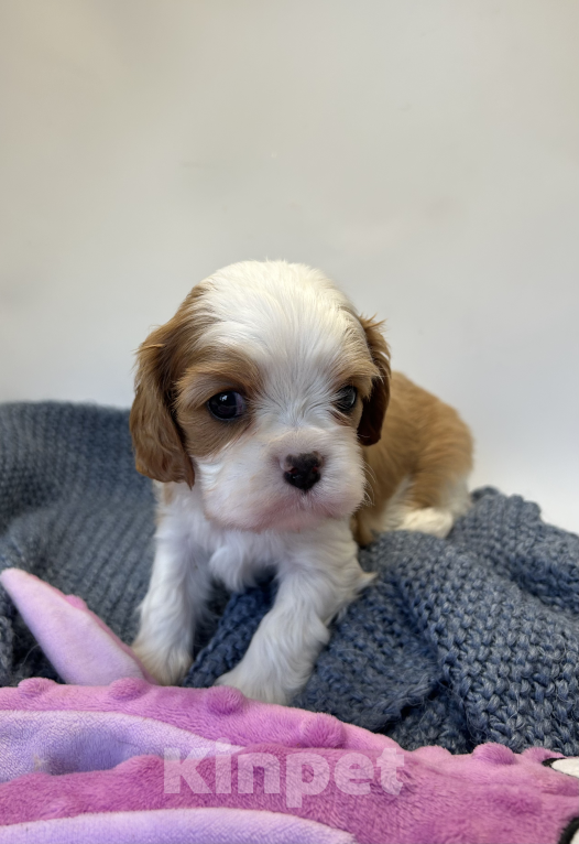 Собаки в других городах Московской области: Предлагаем для бронирования. . Мальчик, Бесплатно - фото 1