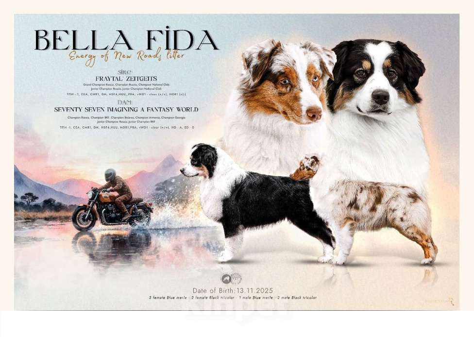 Собаки в Москве: Щенки Австралийской овчарки Мальчик, 50 000 руб. - фото 7