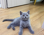 Кошки в Москве: Британцы котенок Мальчик, 100 000 руб. - фото 3