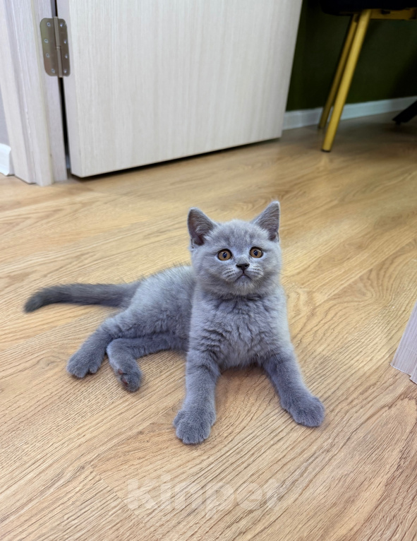 Кошки в Москве: Британцы котенок Мальчик, 100 000 руб. - фото 3